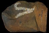 Paleocene Fossil Flower Stamen (Palaeocarpinus) - North Dakota #95369-1